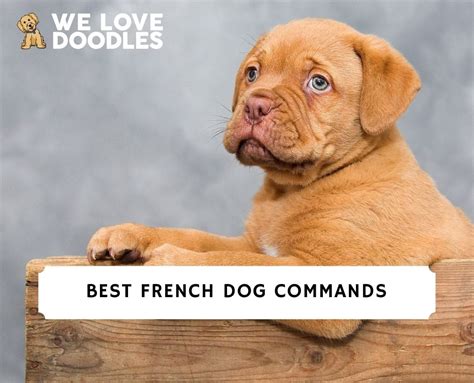 French dog commands. Things To Know About French dog commands. 